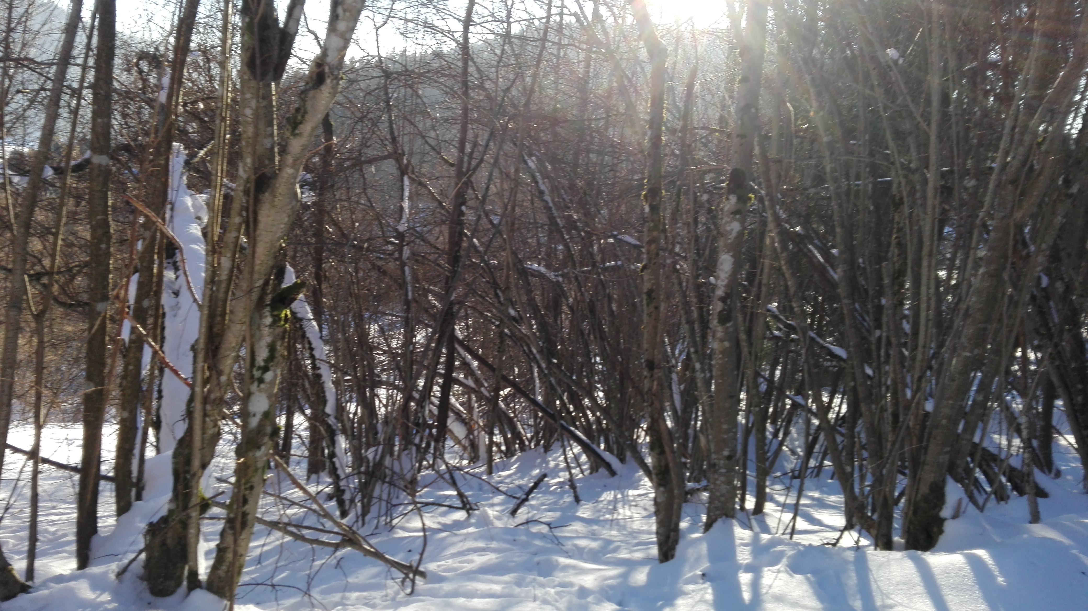 A snowy forest