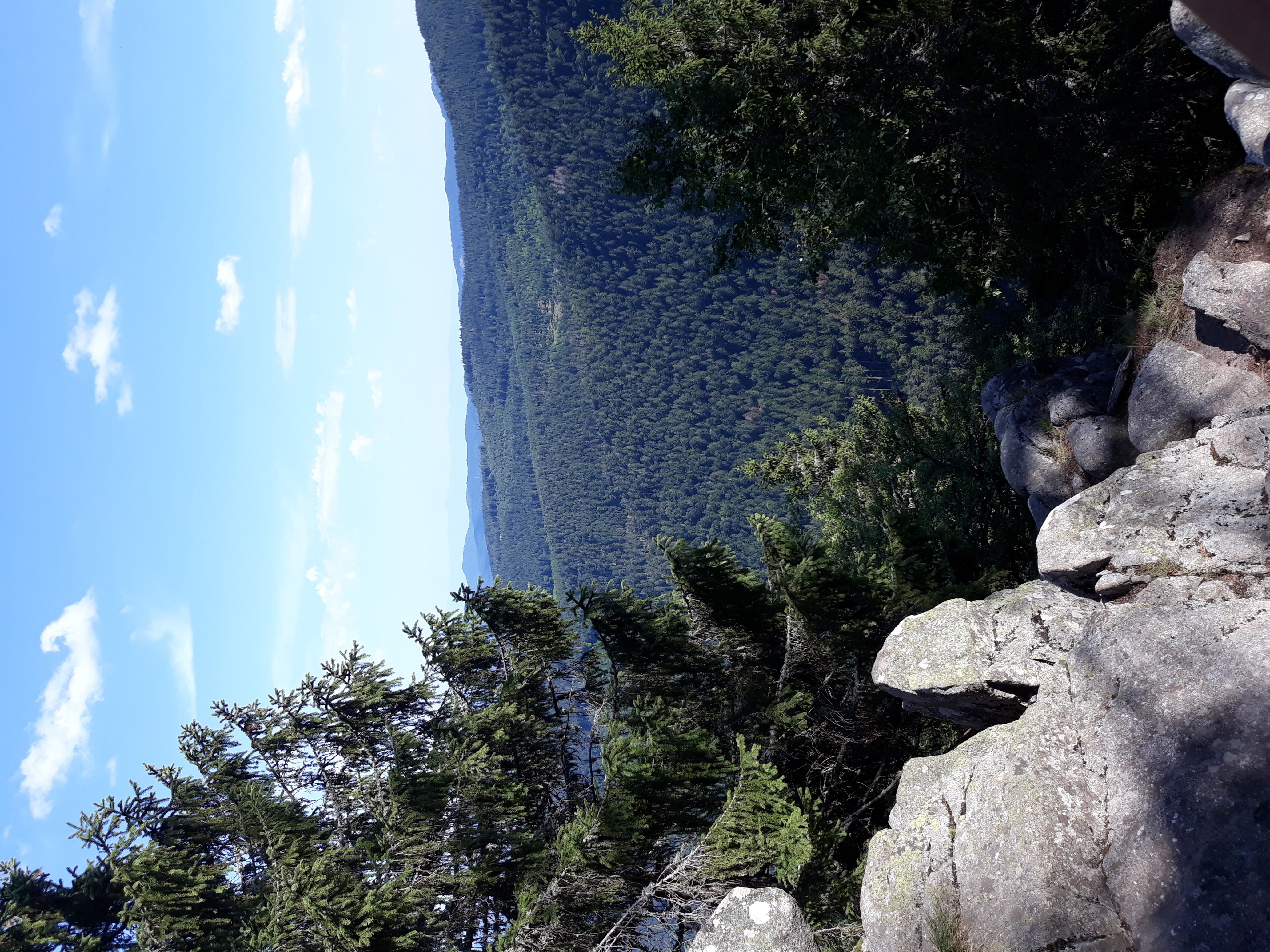 Forêt dans les hauteurs de Gérardmer